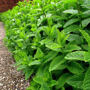Pepermunt BIO - Mentha piperita (jonge planten)