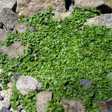 Mentha requienii - Corsicaanse munt