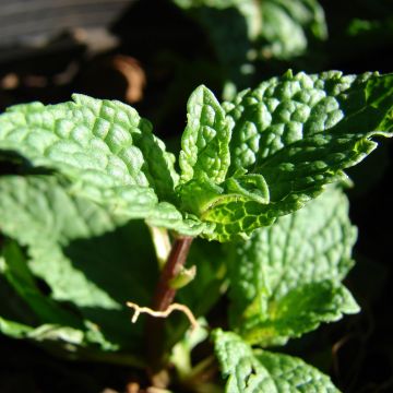 Tashkent munt BIO - Mentha spicata Tashkent