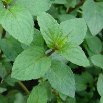 Pepermunt Réglisse BIO - Mentha piperita