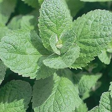 Zwitserse munt - Mentha piperita Swiss