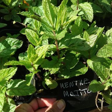 Mojito munt BIO - Mentha spicata Mojito