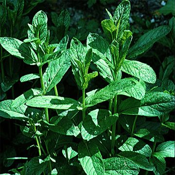 Groene munt - Mentha spicata (zaad)