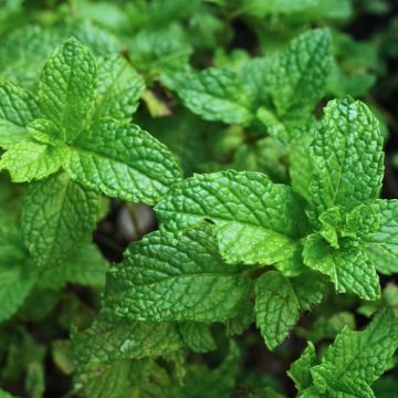 Spaanse munt BIO - Mentha spicata Spanish (jonge planten) Spaanse munt BIO - Mentha spicata Spanish (jonge planten)