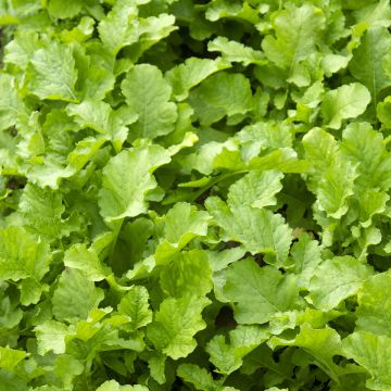 Raapstelen Namenia BIO