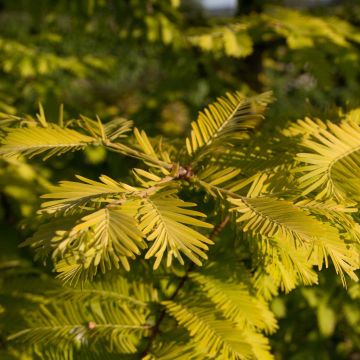 Metasequoia glyptostroboides Gold Rush - Watercipres