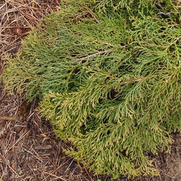 Microbiota decussata Fuzzball - Siberische tapijtcipres