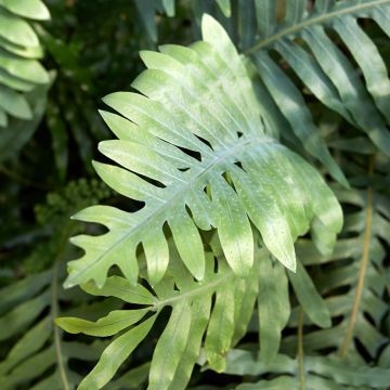 Microsorum diversifolium - Kangoeroevaren