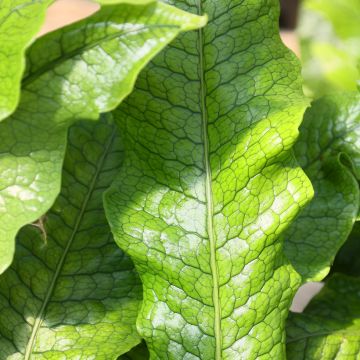 Microsorum musifolium Crocodyllus - Krokodillenvaren