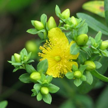 Hypericum kalmianum Cobalt-n-Gold - Kalm's hertshooi