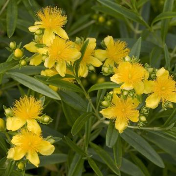 Hypericum kalmianum Sunny Boulevard - Kalm's hertshooi