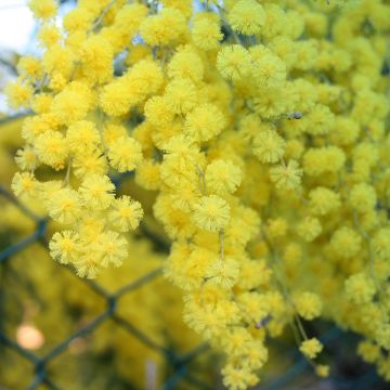 Acacia howittii Clair De Lune - Mimosa