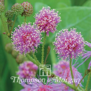 Mimosa nuttallii Pink Sparkles (zaad) - Kruidje-roer-me-niet