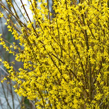 Forsythia Mindor - Chinees klokje