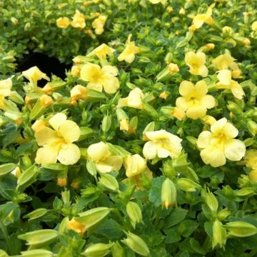 Mimulus Highland Yellow - Maskerbloem