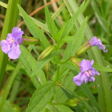 Mimulus ringens - Maskerbloem
