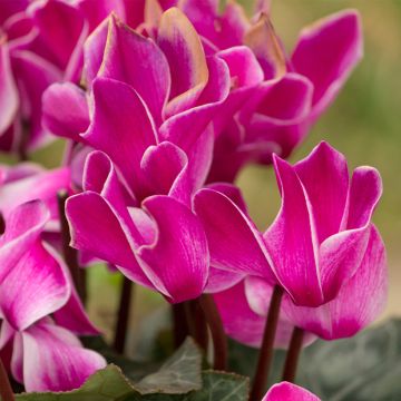 Mini Cyclamen Bisou Violet - Perzische cyclaam