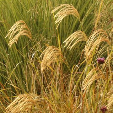 Miscanthus nepalensis - Prachtriet