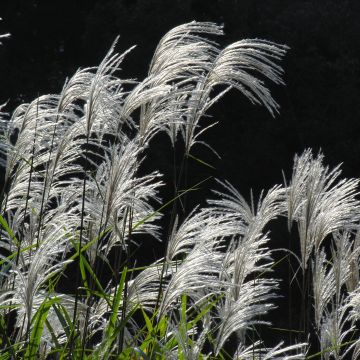 Miscanthus sacchariflorus - Prachtriet