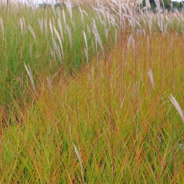 Miscanthus sinensis Afrika - Prachtriet