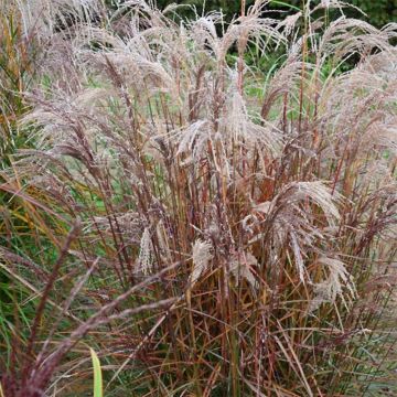 Miscanthus sinensis Aperitiv - Prachtriet