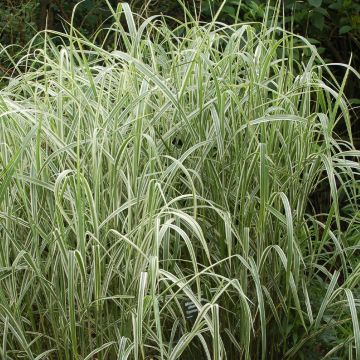 Miscanthus sinensis Cosmopolitan - Prachtriet