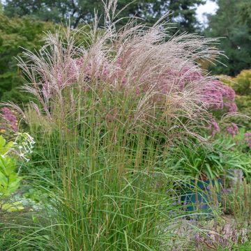 Miscanthus sinensis Flamingo - Prachtriet