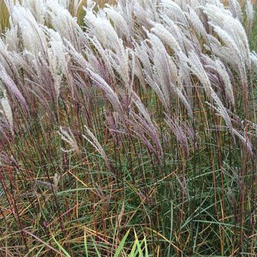 Miscanthus sinensis Nippon - Prachtriet