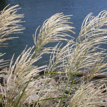 Miscanthus sinensis Roland - Prachtriet