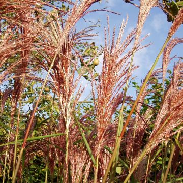 Miscanthus sinensis Sirene - Prachtriet