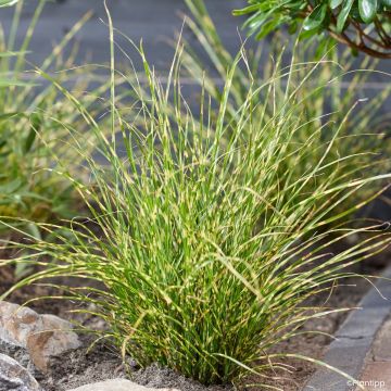 Miscanthus sinensis Little Tiger - Prachtriet