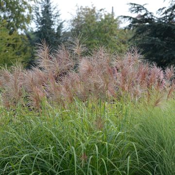Miscanthus transmorrisonensis Sunset - Prachtriet