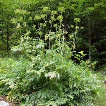 Molopospermum peloponnesiacum - Molopospermum