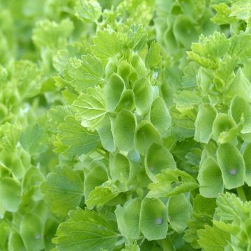 Moluccella laevis Bells of Ireland (zaad) - Klokken van Ierland