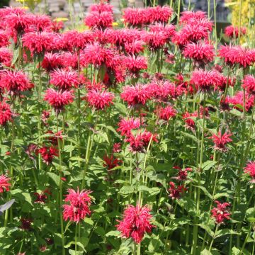 Monarda Gardenview Scarlet - Bergamotplant