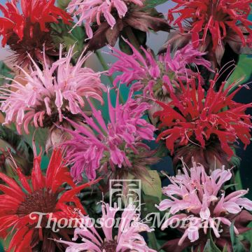 Monarda didyma T&M Superb Mixed (zaad) - Bergamotplant