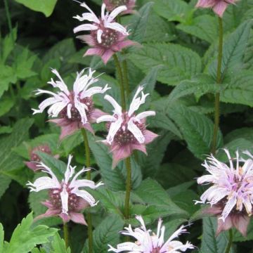 Monarda bradburiana - Bergamotplant