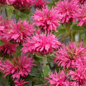 Monarda didyma Cranberry Lace - Bergamotplant