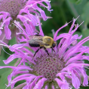Monarda Blaustrumpf - Bergamotplant