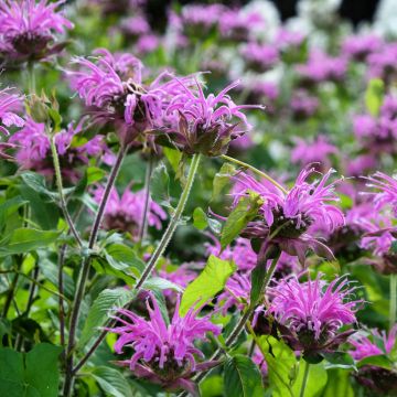 Monarda Blaustrumpf - Bergamotplant