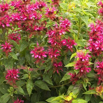 Monarda Dancing Bird - Bergamotplant