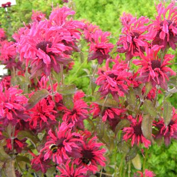 Monarda fistulosa Feuerschopf - Bergamotplant
