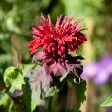 Monarda Fireball - Bergamotplant