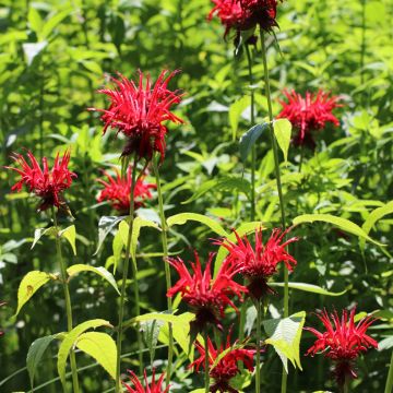 Monarda Jacob Cline - Bergamotplant