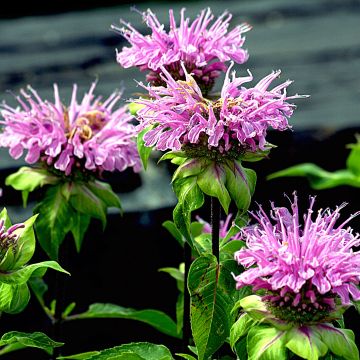 Monarda Melissa - Bergamotplant
