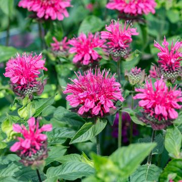 Monarda Pink Lace - Bergamotplant