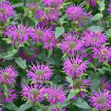 Monarda Prärienacht - Bergamotplant