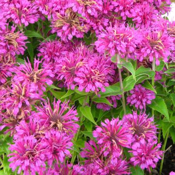 Monarda Purple Lace - Bergamotplant