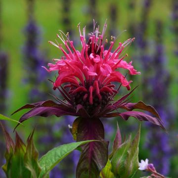 Monarda fistulosa Scorpion - Bergamotplant