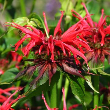 Monarda Squaw - Bergamotplant